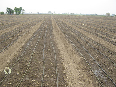 Drip Irrigation