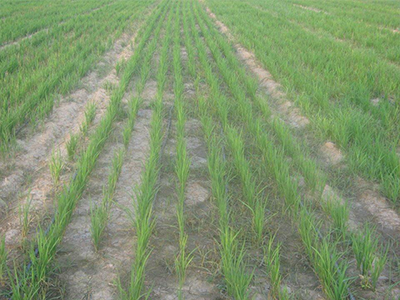 Drip Irrigation