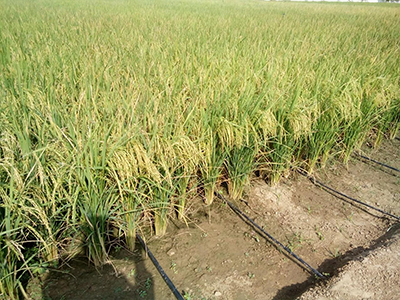 Drip Irrigation