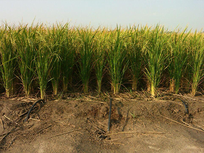 Drip Irrigation