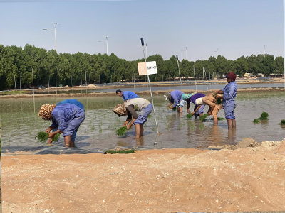 Flood Irrigation