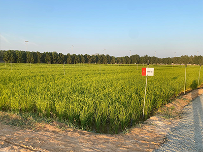 Flood Irrigation