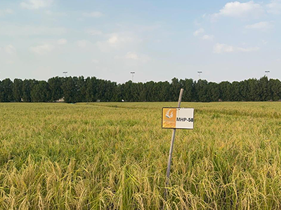 Flood Irrigation