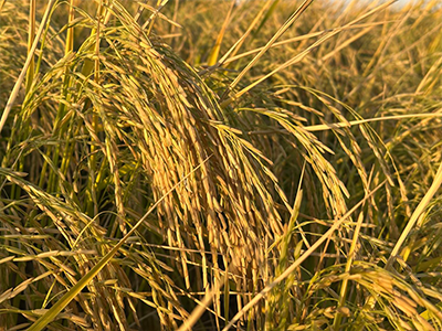 Flood Irrigation